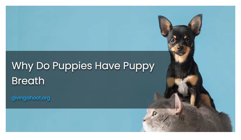 Why Do Puppies Have Puppy Breath