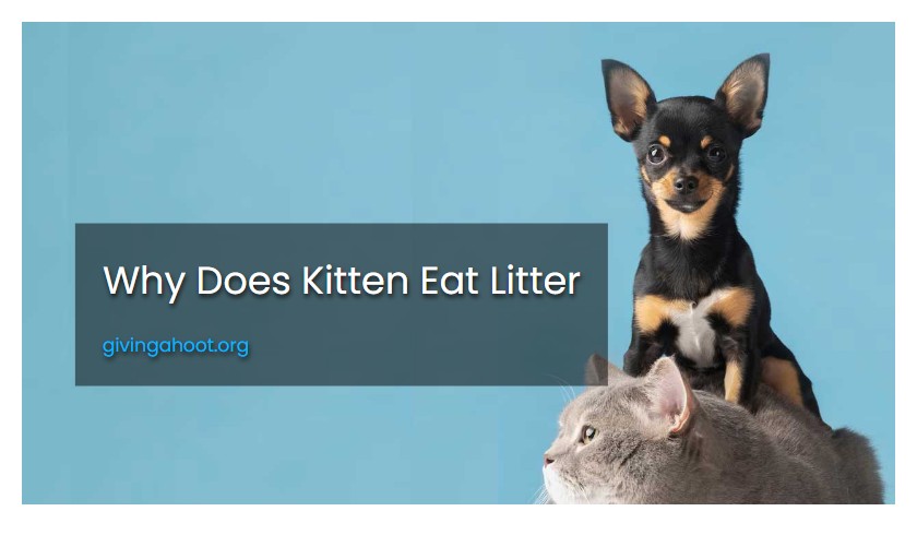Why Does Kitten Eat Litter