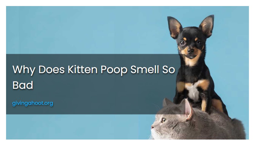 Why Does Kitten Poop Smell So Bad