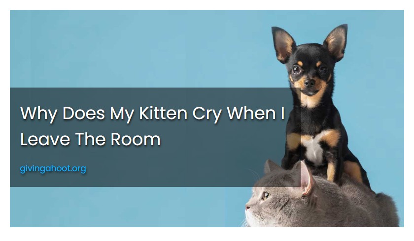 Why Does My Kitten Cry When I Leave The Room