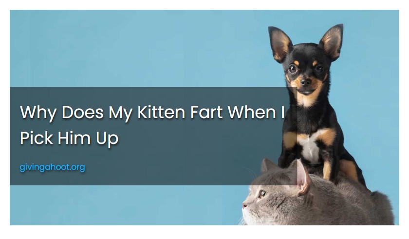 Why Does My Kitten Fart When I Pick Him Up