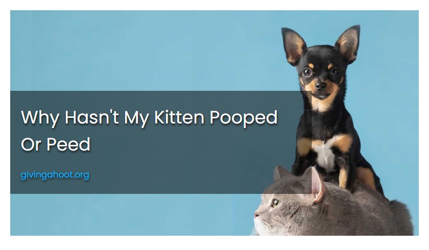 Why Hasn't My Kitten Pooped Or Peed