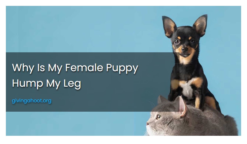 Why Is My Female Puppy Hump My Leg