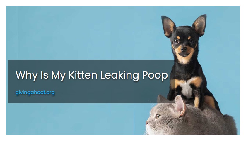 Why Is My Kitten Leaking Poop
