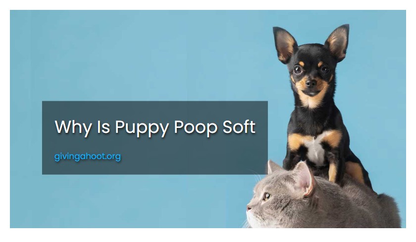 Why Is Puppy Poop Soft