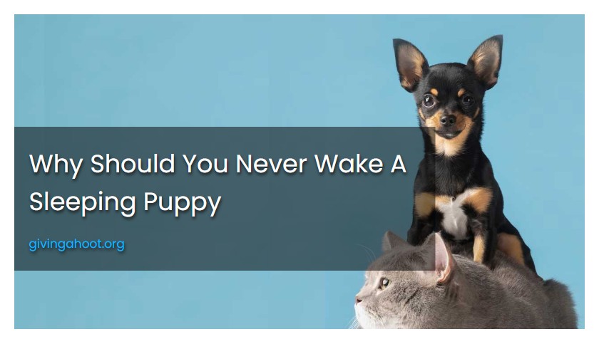 Why Should You Never Wake A Sleeping Puppy