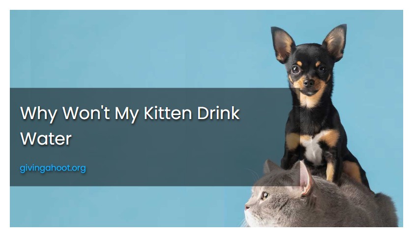 Why Won't My Kitten Drink Water